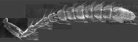 Insect Antennae