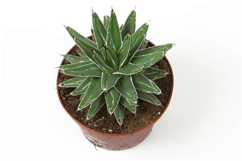 Growing Agave Plant Indoors: How To Keep Potted Agave In The House