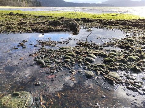 Hokkaido's Beloved Marimo Algae Facing Existential Threat from Global Warming | JAPAN Forward