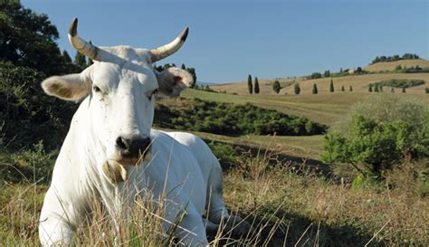 Chianina Cattle - Hobby Farms