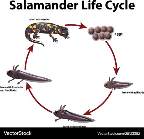 Spotted Salamander Life Cycle