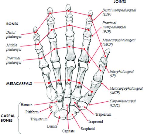 | Human hand skeletal structure depicting finger bones, joints,... | Download Scientific Diagram