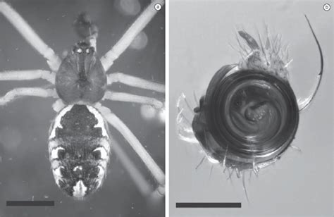 Latrodectus geometricus, male: a) dorsal view. Scale: 1 mm; b) bulb,... | Download Scientific ...