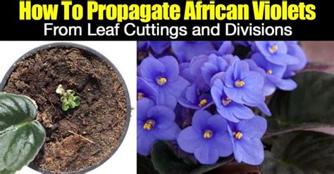 How To Propagate African Violets From Leaf Cuttings and Divisions