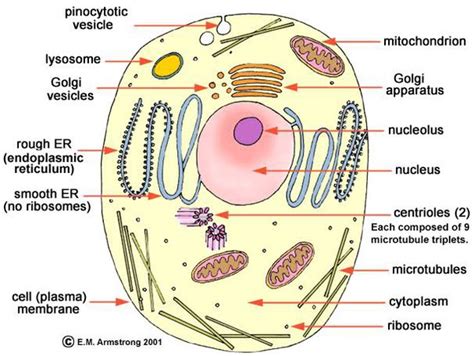 Top 128 + Mitochondria function in animal cell - Inoticia.net