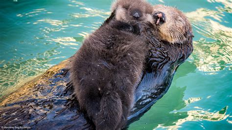 Sea otter gives birth to pup in front of visitors to Monterey Bay Aquarium in California - 6abc ...