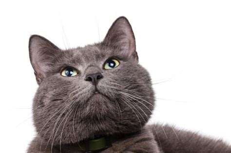 Fun Facts About Russian Blue Cats | ASPCA® Pet Health Insurance