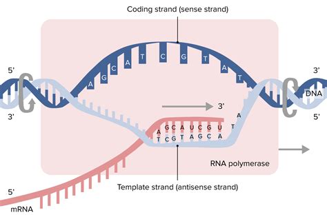 Transcription Biology Diagram