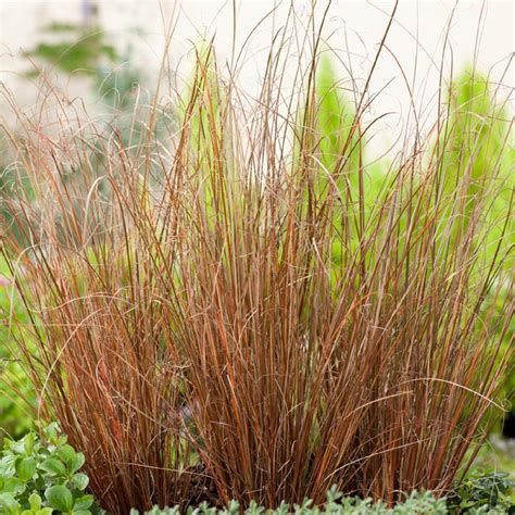 Buy Bronze Carex Grass Plants | Ornamental Grasses in Stock