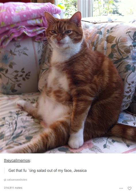 52 Funny Cat Memes That Prove Cats Still Rule The Internet