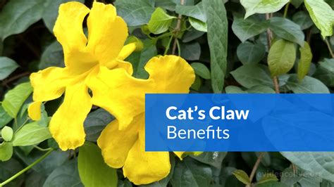 Cat's Claw: Benefits, Uses, Dosage, and Side Effects - EvidenceLive