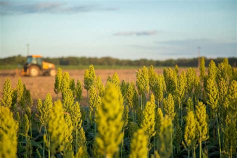 Sorghum Sunset Field Plantation Stock Photo - Image of field, landscaped: 95756682