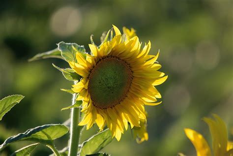 Sunflower field view 12752915 Stock Photo at Vecteezy