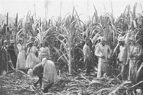 Sugar Cane Plantation Slaves