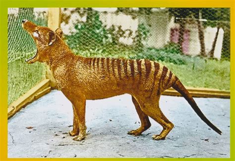 Extinct Tasmanian Tiger Thylacine Animal Australia Postcard Size Photo PRINT T06 | eBay ...