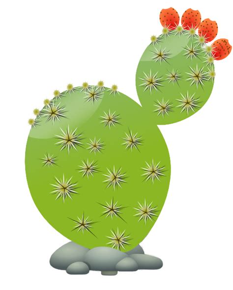 Succulents and Cactus Cactaceae Clip art - cactus png download - 555*692 - Free Transparent ...