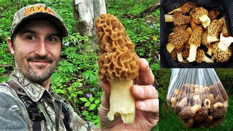 30 Best Morel Mushrooms Hunting - Best Recipes Ideas and Collections