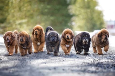 Tibetan Mastiff: Enormous dogs with huge, booming barks