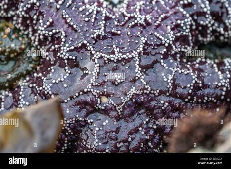 purple sea star close up of details Stock Photo - Alamy