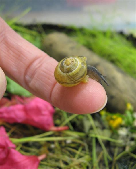 StrongStart: Snail Garden