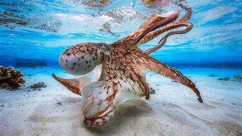 Octopus 1080P, 2K, 4K, 5K HD wallpapers free download | Wallpaper Flare