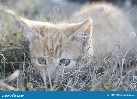 Orange Kitten Playing in the Park of the House Stock Photo - Image of kitty, house: 111522250