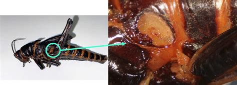 Insect Anatomy – The Abdomen – UNBC BIOL 322, Entomology