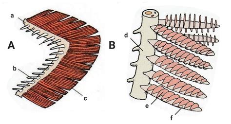 Gross gill anatomy. A) Gill holobranch and B) magnified section of a... | Download Scientific ...