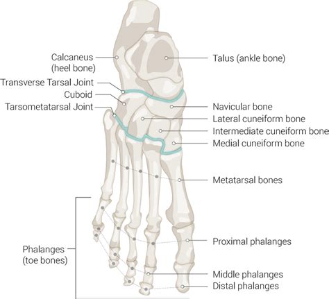 Foot Bones Diagram