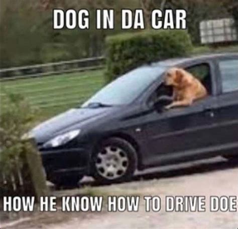 Dog in da car. : r/memes