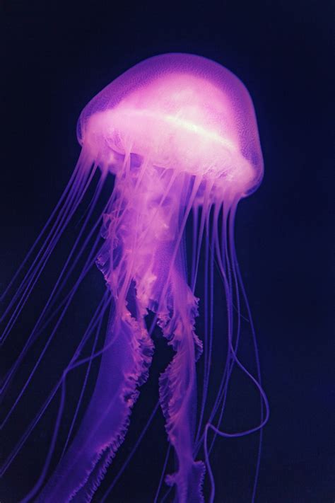 Jellyfish Medusa Sea - Free photo on Pixabay