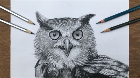 Pencil Owl Drawing / Wildlife Art Realistic Graphite Pencil Drawing Barred Owl : Erase the top ...