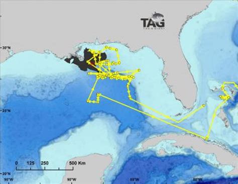 New study maps spawning habitat of bluefin tuna in the Gulf of Mexico