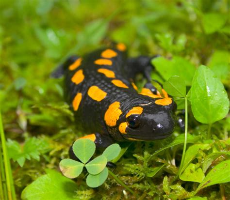 Spotted Salamander Facts for Kids