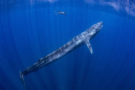 Blue Whale Size Comparison To Human