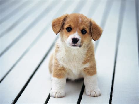 Fantastis 21+ Wallpaper Cute Puppies - Joen Wallpaper