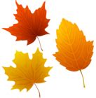 Set of Autumn Leaves Clipart PNG Image | Gallery Yopriceville - High-Quality Free Images and ...