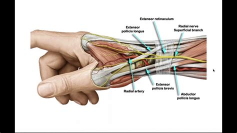 Radial Nerve Hand