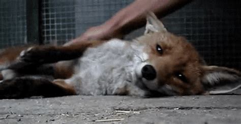 Cute Fox GIFs - Find & Share on GIPHY