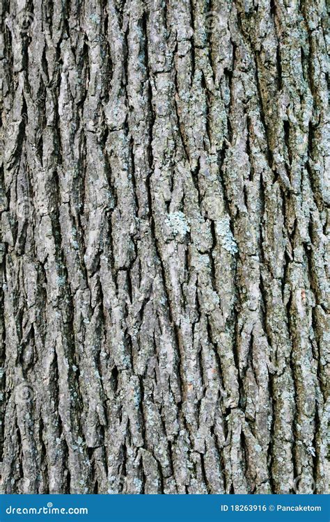 Swamp White Oak Bark Royalty Free Stock Image - Image: 18263916