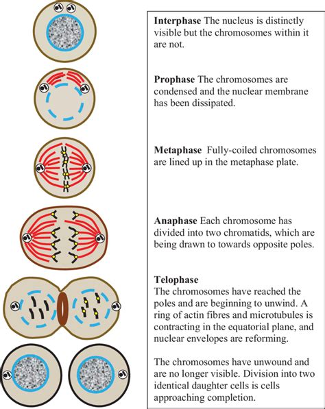 Stages Of Mitosis In Plant Cells Diagram