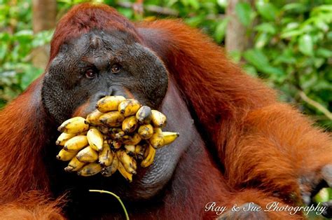 Hungry Orangutan | Orangutan, Borneo, Borneo orangutan