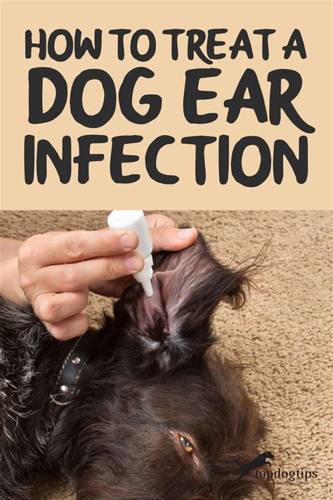 What Can I Give My Dog For Ear Infection Pain