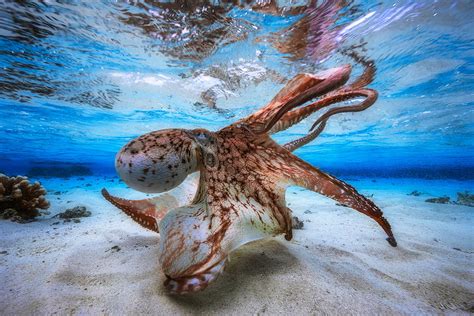 Octopuses: Characteristics, habitats, reproduction and more