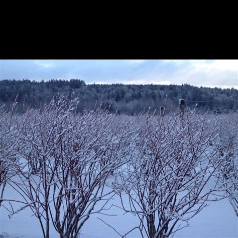 What Do Blueberry Bushes Look Like in Winter: A Guide - Fruit Faves