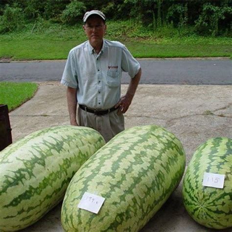 Giant Watermelon Seeds (10-Pack)