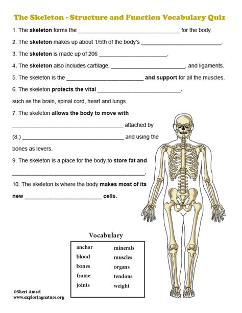 Skeleton Human Body Anatomy Quiz - Free Printable Worksheet