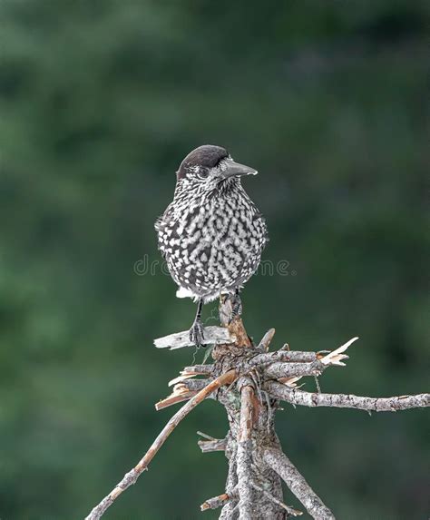 Spotted Nutcracker Nucifraga Caryocatactes Sitting on the Perch Stock ...