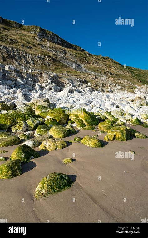 Chalk boulders at Speeton sands, Filey Bay, North Yorkshire, England Stock Photo - Alamy