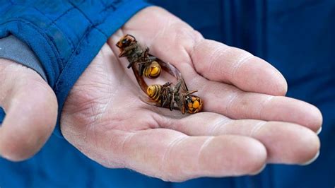 More than 500 'murder hornets' collected from first known nest in US ...